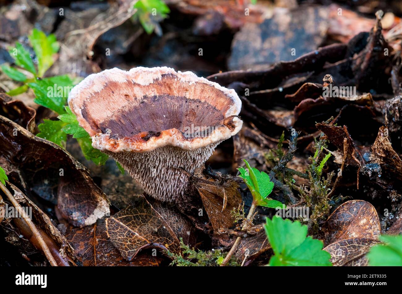Ein Fruchtkörper aus zonierten Zahnpilzen (Hydnellum concrescens), der im Blattstreu auf dem Waldboden im New Forest, Hampshire wächst. Oktober. Stockfoto