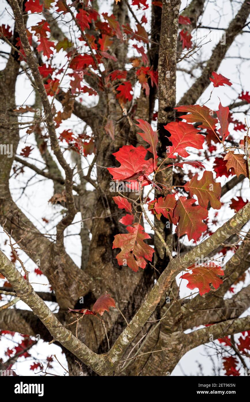 Rot gefärbte Herbstblätter der Scharlacheiche, Quercus coccinea, in Nord-Florida. Stockfoto