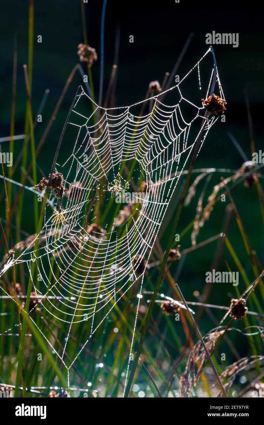 Ein mit Tau bedecktes Spinnennetz im langen Gras, das die Morgensonne im Longshaw Estate im Peak District National Park in Derbyshire fängt. Oktobin Stockfoto