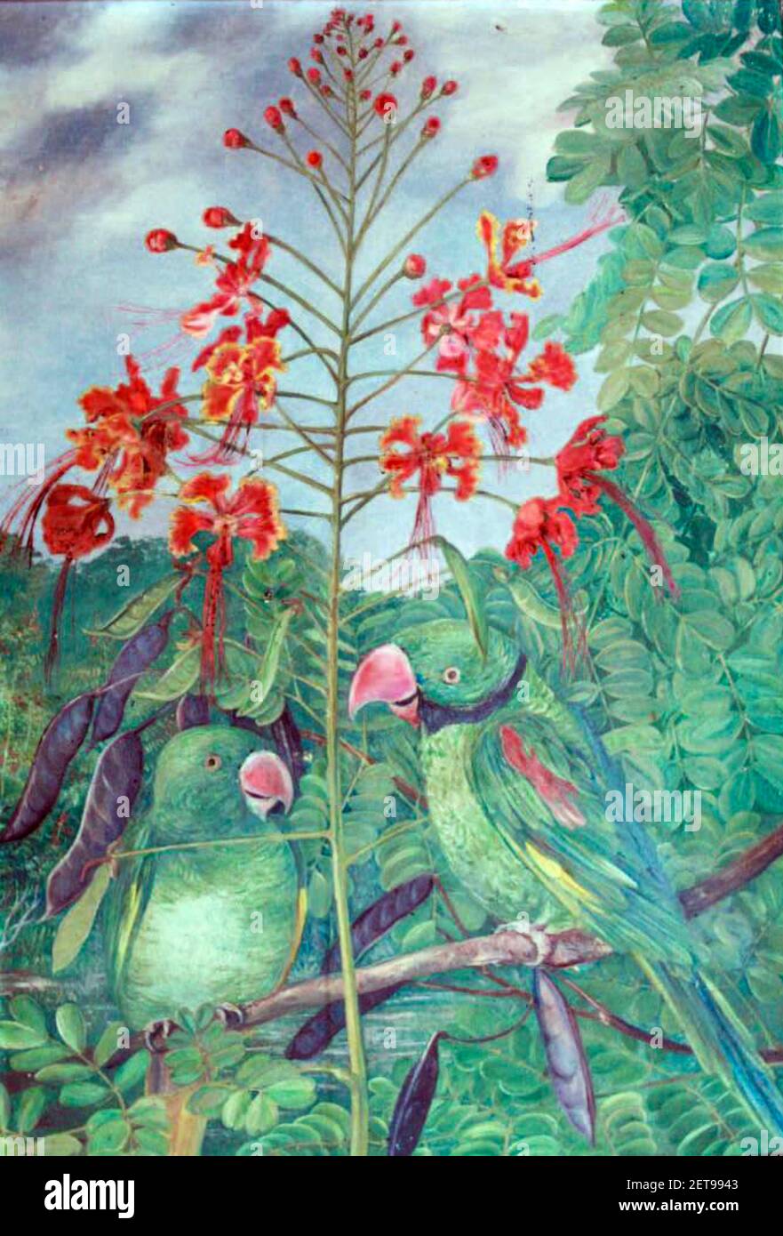 Die einzige bekannte Abbildung der ausgestorbenen Seychellen Sittiche gemalt von Marianne North . Stockfoto