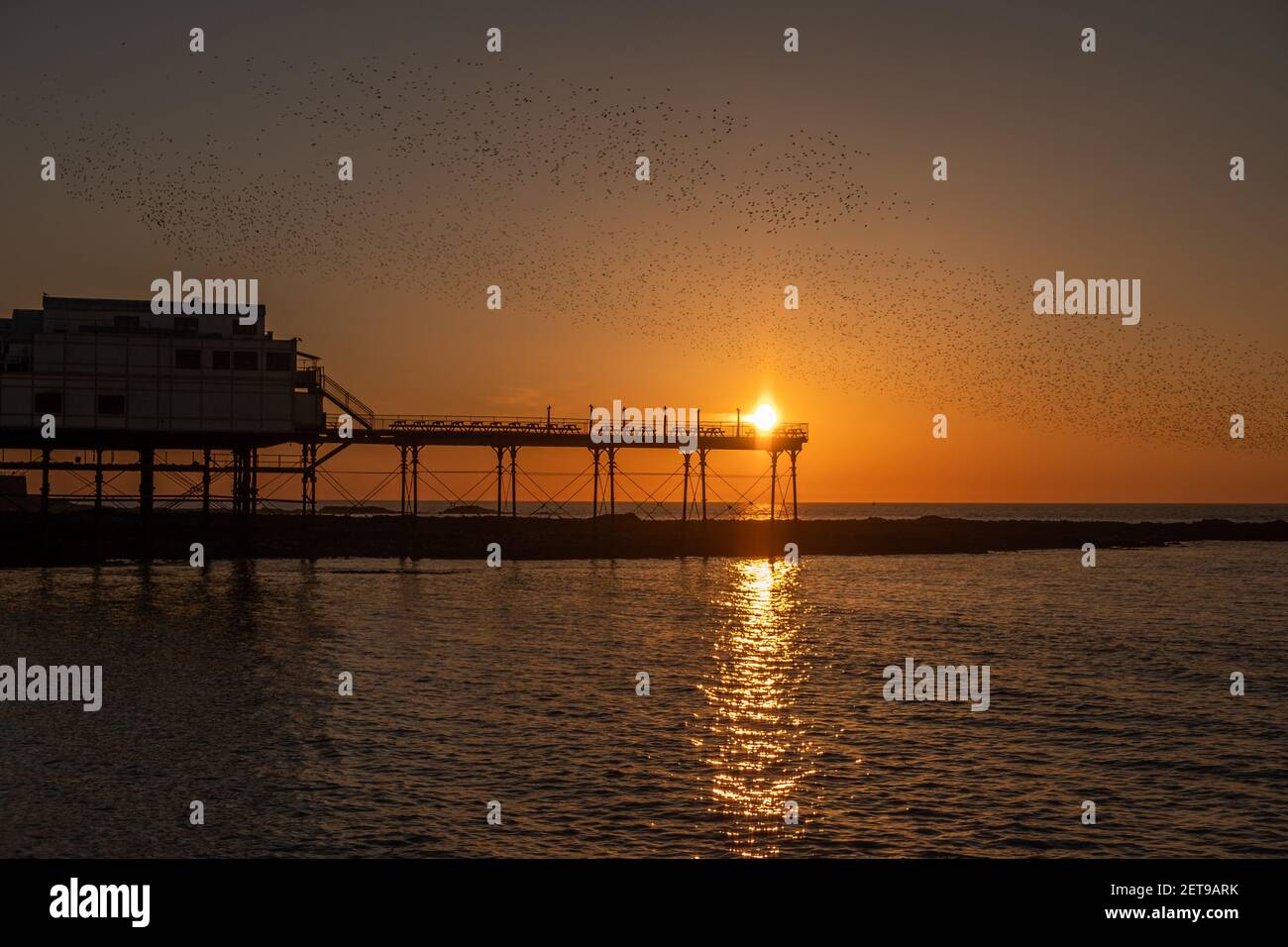 Stare bei Sonnenuntergang am Aberystwyth Pier. Das jährliche spektakuläre Murmeln von Zehntausenden von Staren in Cardigan Bay während eines Winteruntergangs. Stockfoto