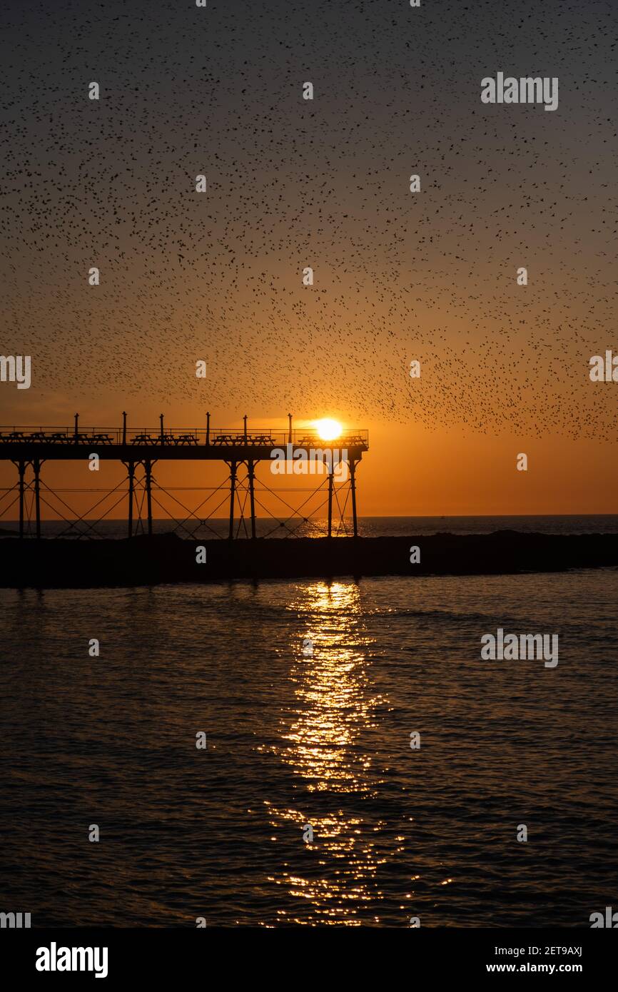 Stare bei Sonnenuntergang am Aberystwyth Pier. Das jährliche spektakuläre Murmeln von Zehntausenden von Staren in Cardigan Bay während eines Winteruntergangs. Stockfoto