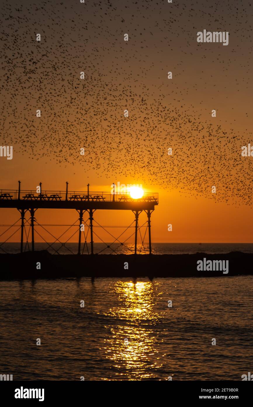 Stare bei Sonnenuntergang am Aberystwyth Pier. Das jährliche spektakuläre Murmeln von Zehntausenden von Staren in Cardigan Bay während eines Winteruntergangs. Stockfoto