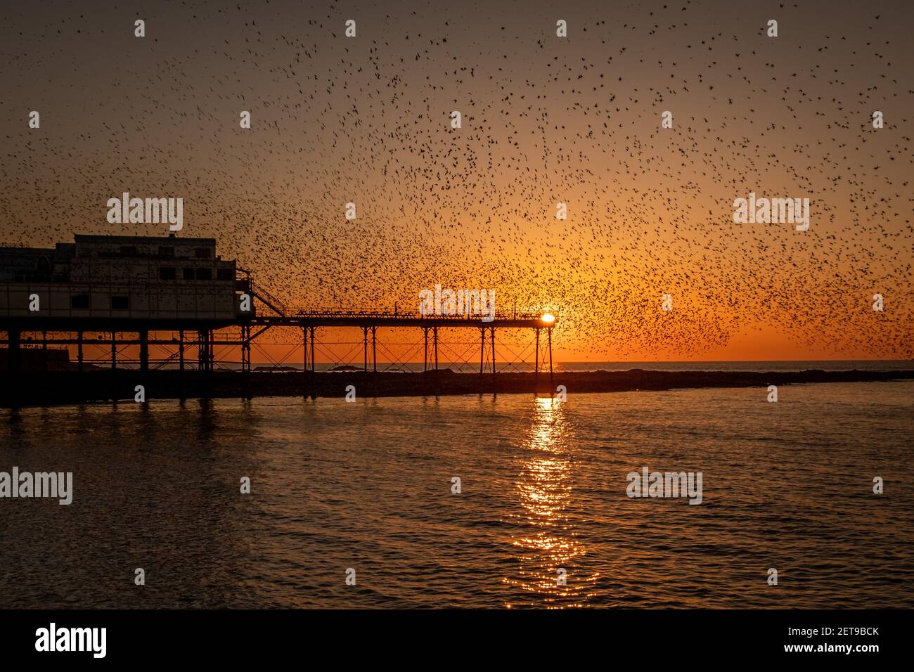 Stare bei Sonnenuntergang am Aberystwyth Pier. Das jährliche spektakuläre Murmeln von Zehntausenden von Staren in Cardigan Bay während eines Winteruntergangs. Stockfoto