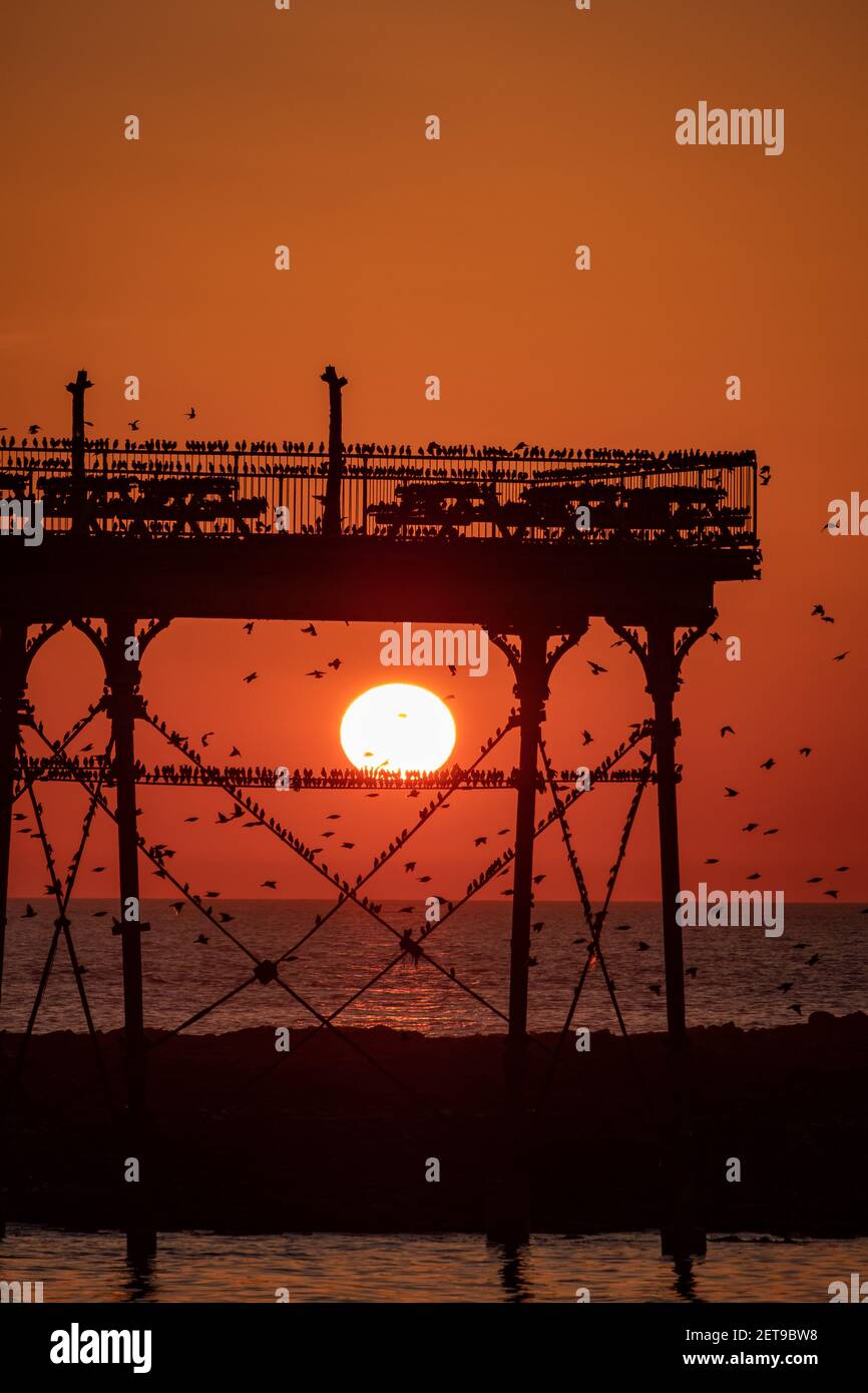 Stare bei Sonnenuntergang am Aberystwyth Pier. Das jährliche spektakuläre Murmeln von Zehntausenden von Staren in Cardigan Bay während eines Winteruntergangs. Stockfoto