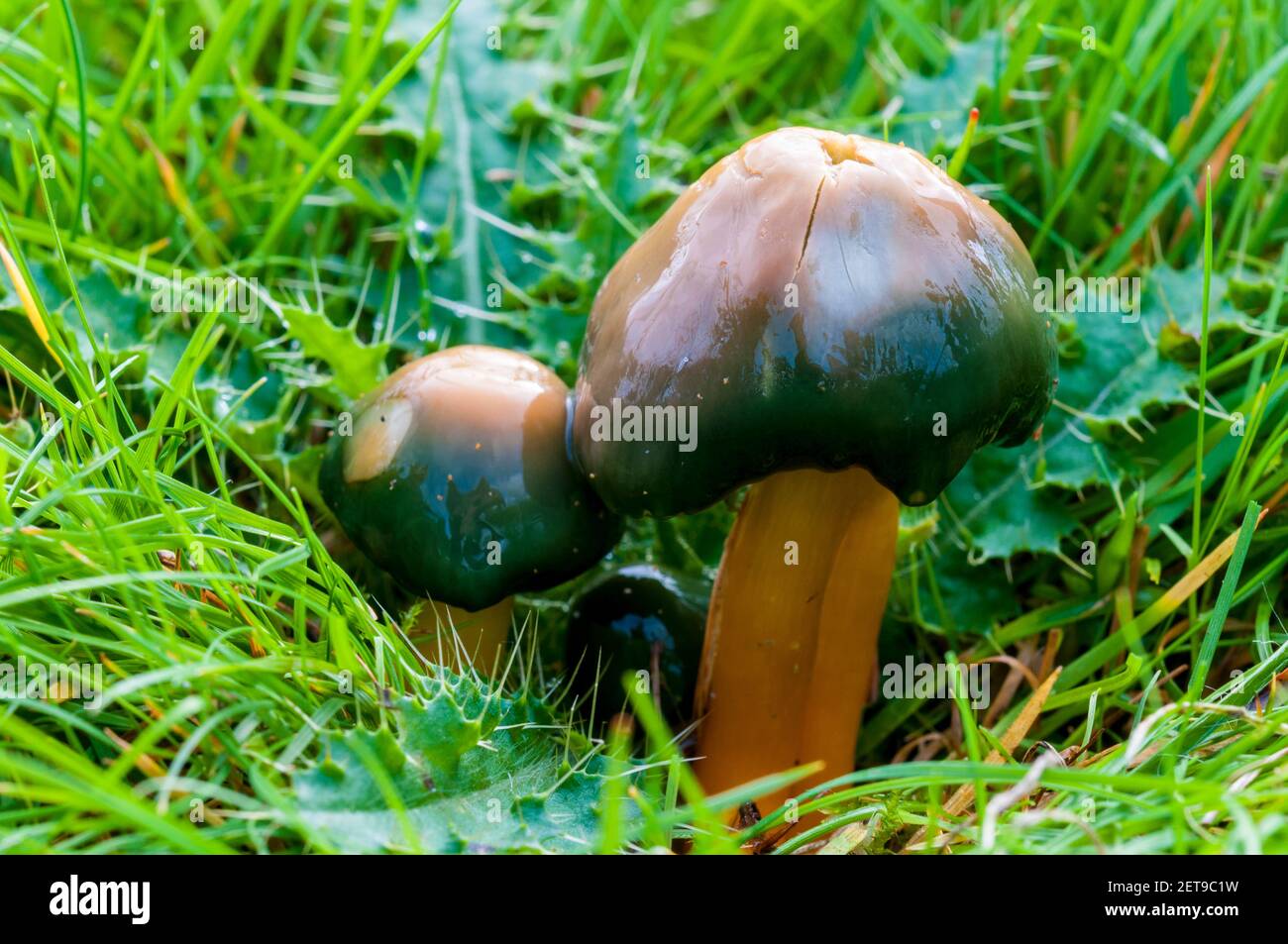 Fruchtkörper von Papageientauchkappen (Hygrocybe psittacina), die im Grasland auf dem Longshaw Estate im Peak District National Park, Derbyshire wachsen. Oz Stockfoto