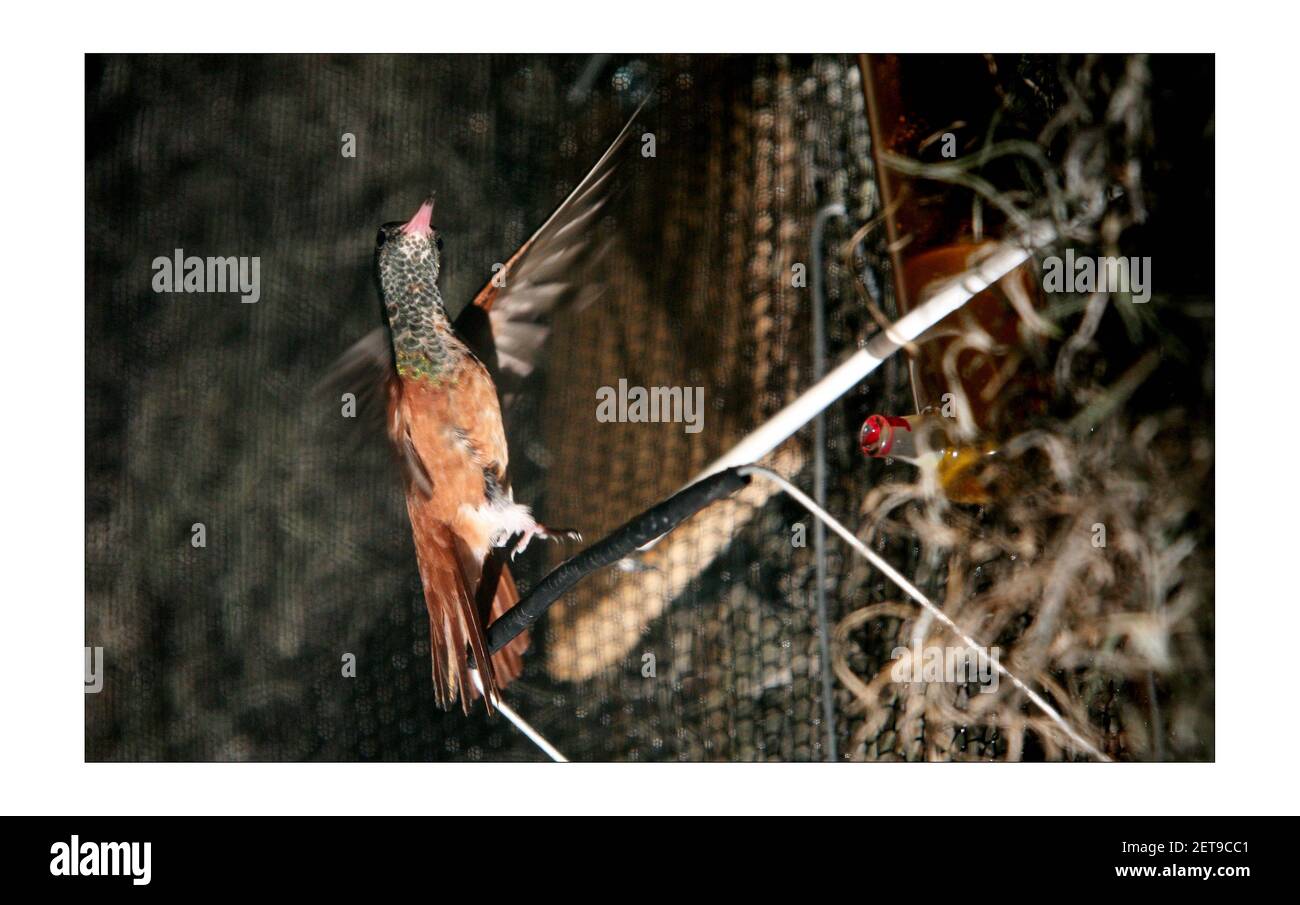 KOLIBRI London Zoo eröffnete sein neu restauriertes tropisches Vogelhaus nach 1 Jahren Restaurierungsarbeiten, die 2,5 Millionen GBP kosten. Das 1883 errichtete viktorianische Gebäude wurde ursprünglich 1927 von einem Ziegelhaus zu einem Vogelhaus umgebaut. Die Ausstellung ist nach der Familie Blackburn benannt, die den Zoo Anfang 1990s unterstützte, als der Zoo geschlossen wurde.der Pavillon beherbergt mehr als 50 verschiedene Vogelarten, darunter Tukane, Stare, Kookaburras, Lovebirds, Und Kolibris (der einzige Ort in Großbritannien zu sehen Stockfoto