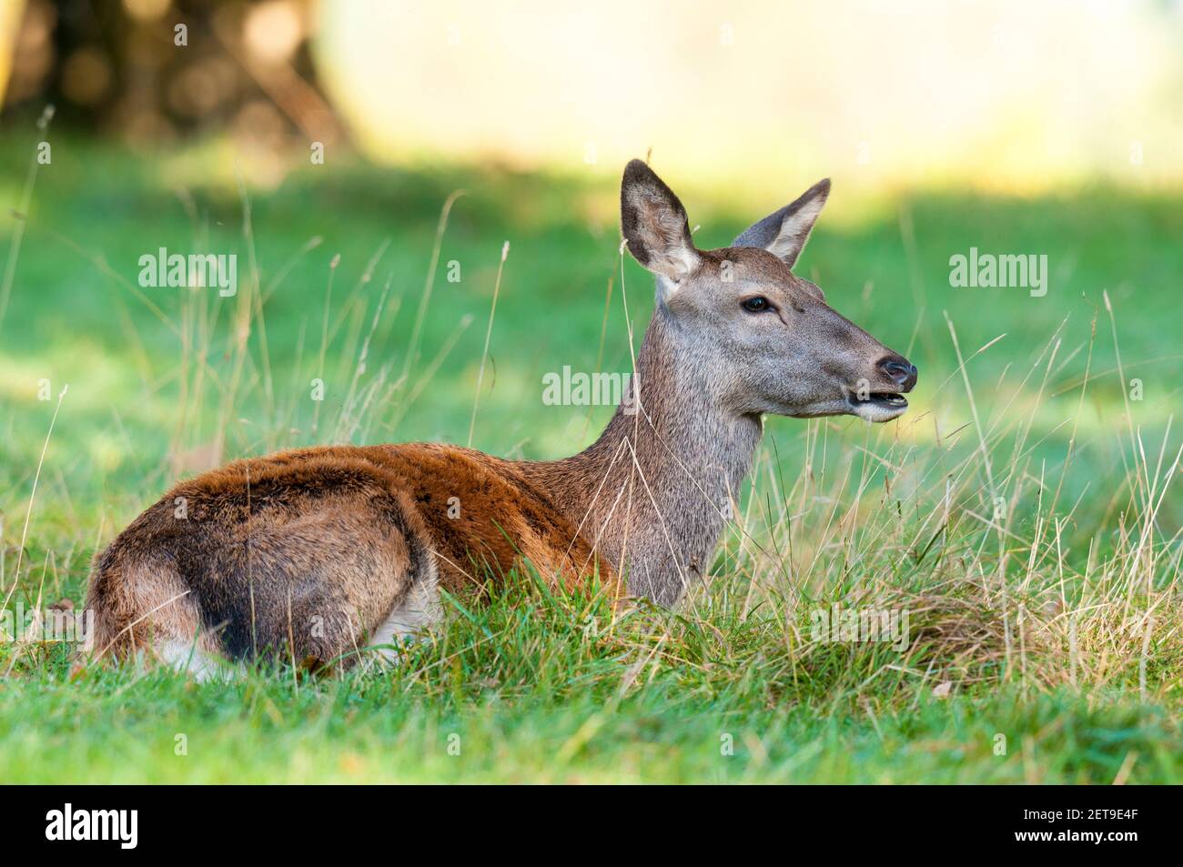 Eine Rothirschhinde (Cervus elaphus) sitzt auf dem Gras und kaut in Studley Royal, in der Nähe von Ripon, North Yorkshire. Oktober. Stockfoto