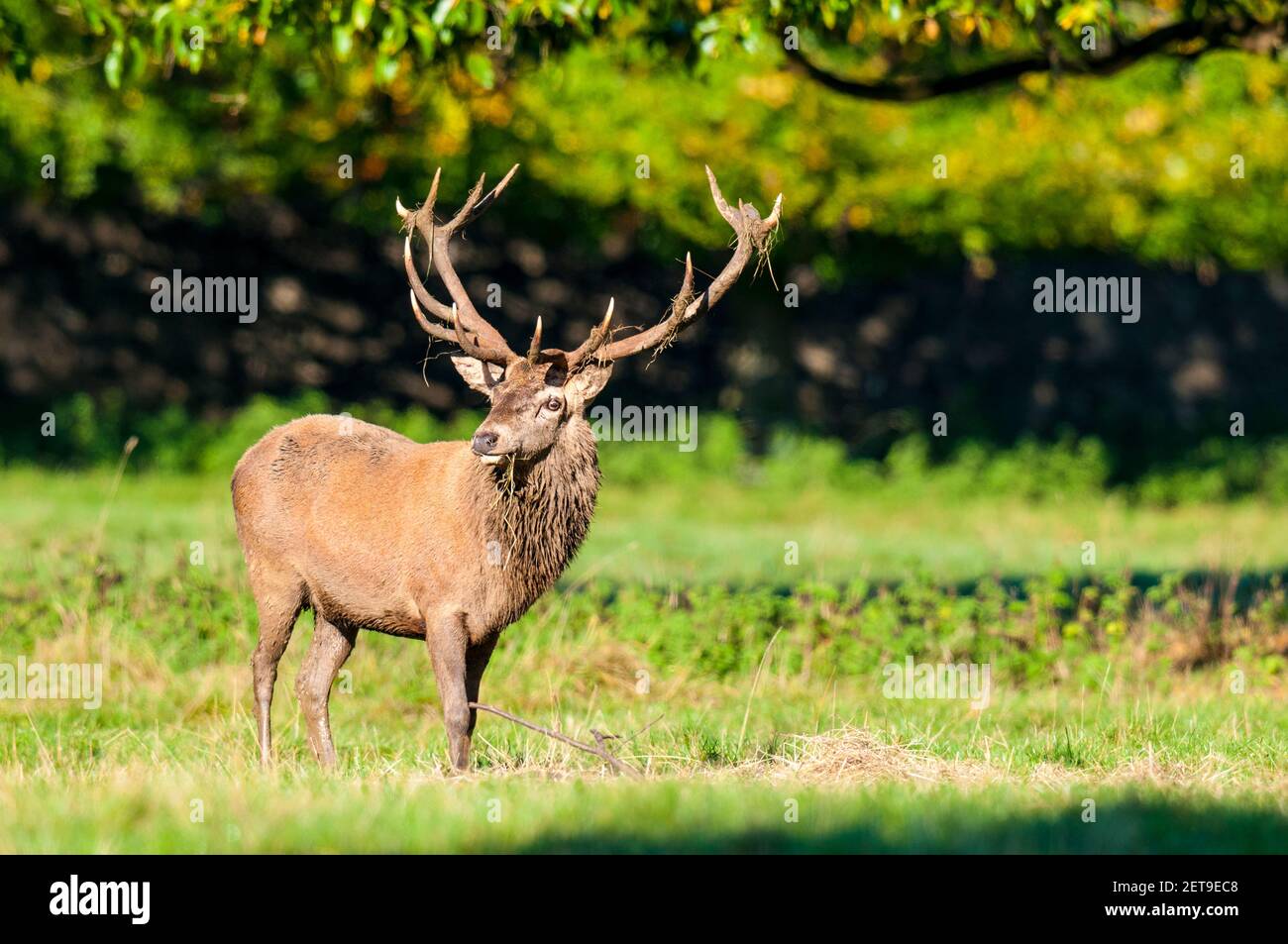 Ein reifer Rothirsch (Cervus elaphus) mit einem kompletten Geweih in Studley Royal, in der Nähe von Ripon, North Yorkshire. Oktober. Stockfoto