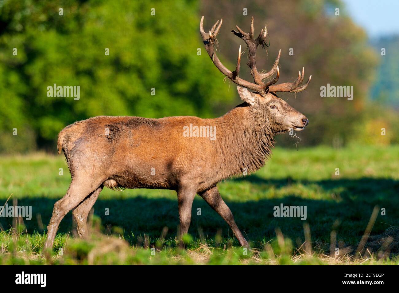 Ein reifer Rothirsch (Cervus elaphus) mit einem kompletten Geweih in Studley Royal, in der Nähe von Ripon, North Yorkshire. Oktober. Stockfoto