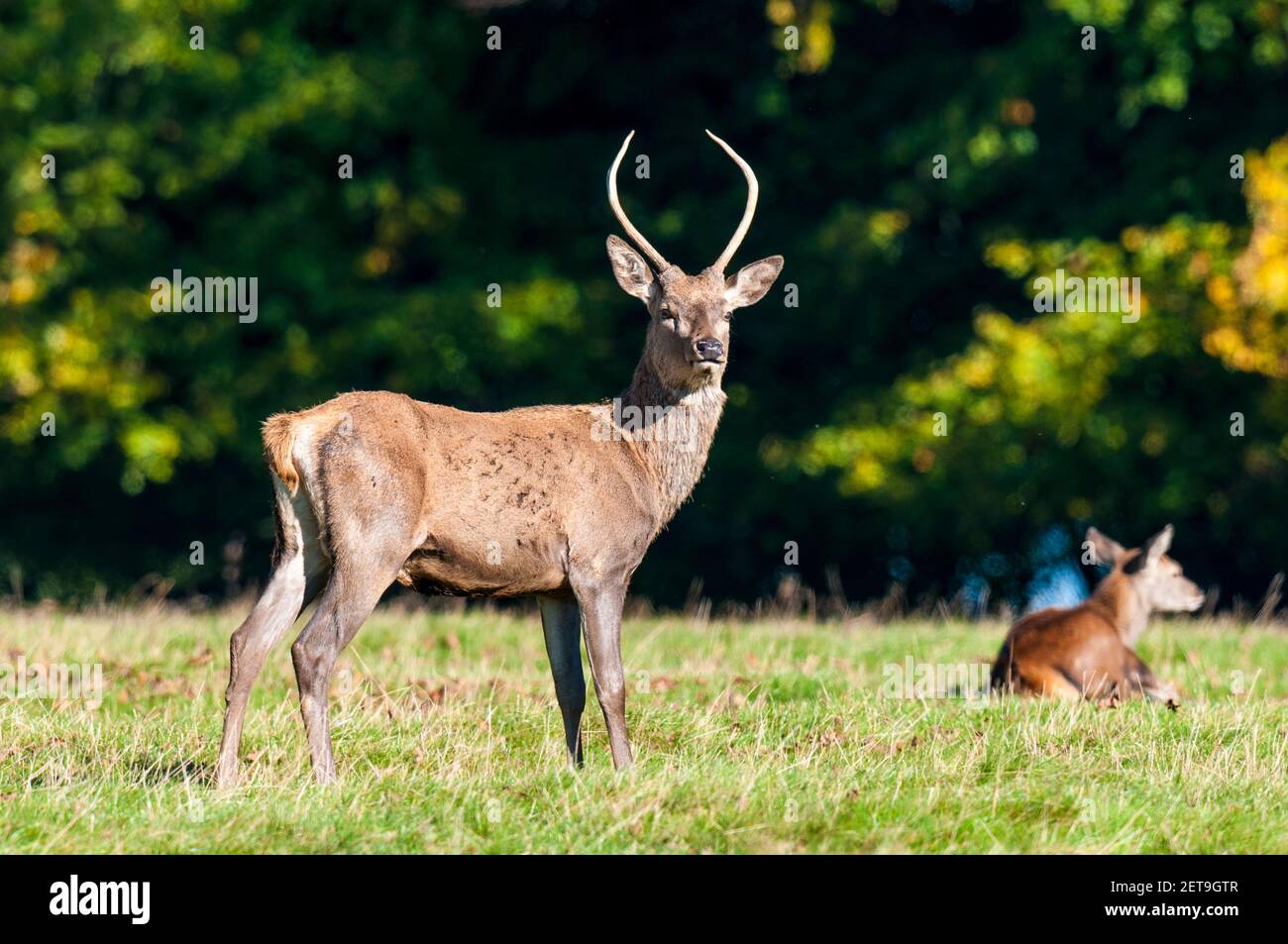 Ein unreifer männlicher Rothirsch (Cervus elaphus) oder ein Stachel mit unverzweigtem Geweih in Studley Royal, nahe Ripon, North Yorkshire. Oktober. Stockfoto