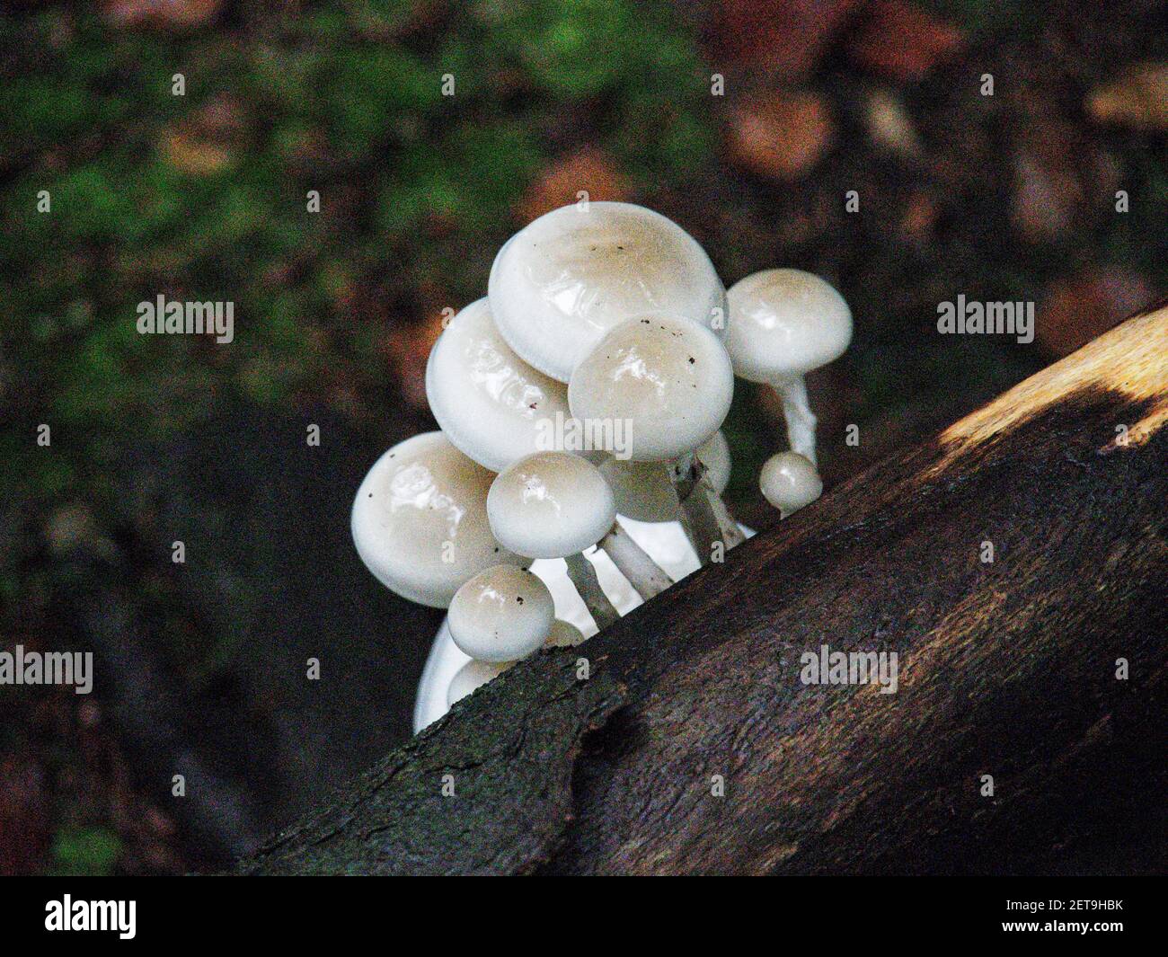 Eine Nahaufnahme von weißen Pilzen, die auf dem Baum wachsen Kofferraum auf dem unscharfen Hintergrund Stockfoto