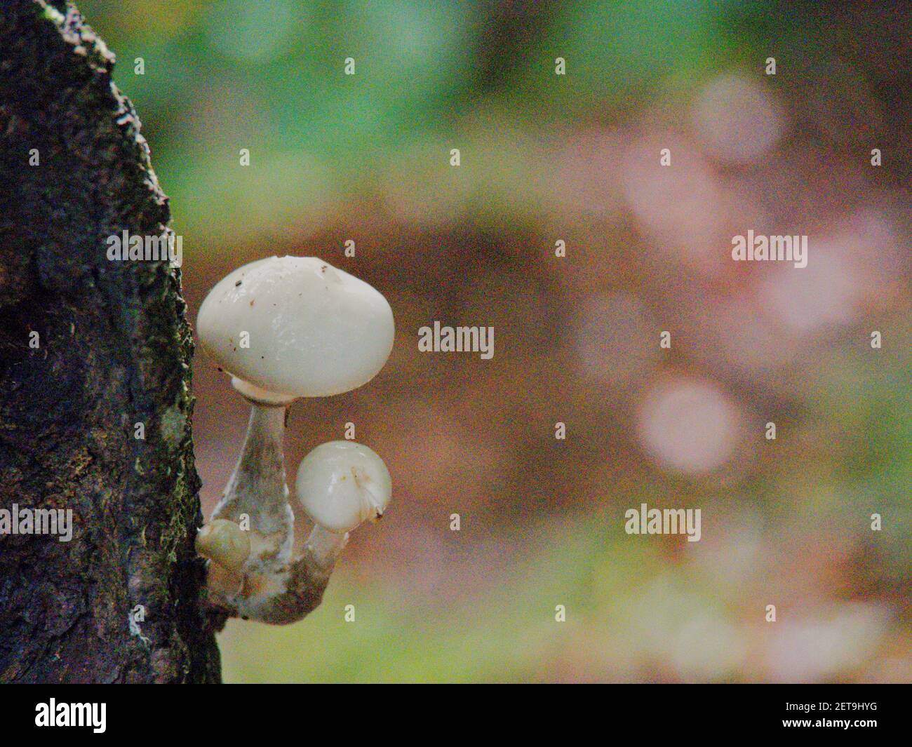 Eine Nahaufnahme von weißen glänzenden Pilzen, die auf dem wachsen Baumstamm auf dem unscharfen Hintergrund Stockfoto