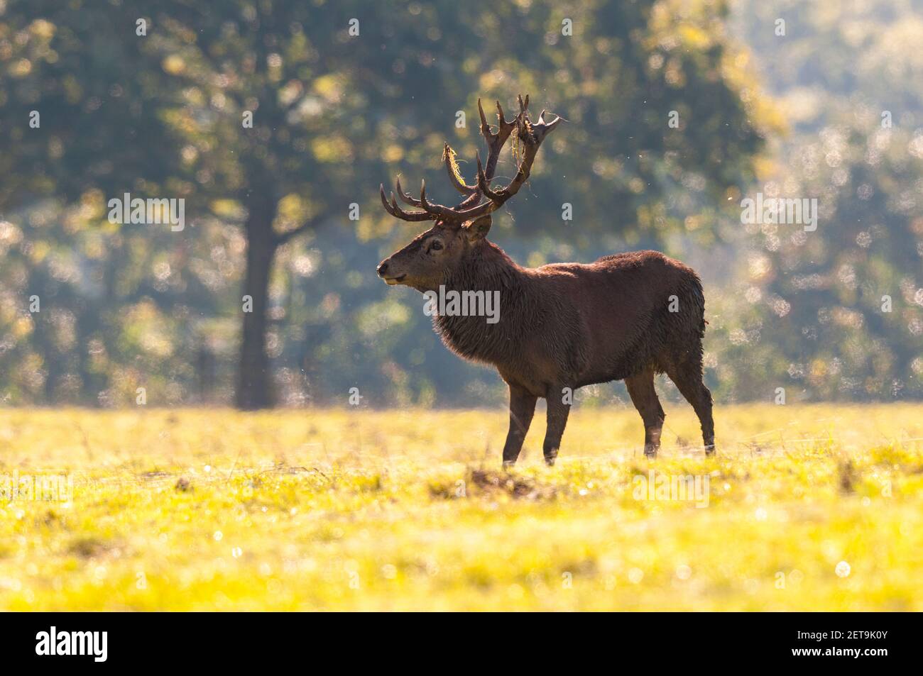 Ein erwachsener Rothirsch (Cervus elaphus) in Studley Royal, in der Nähe von Ripon, North Yorkshire. Oktober. Stockfoto
