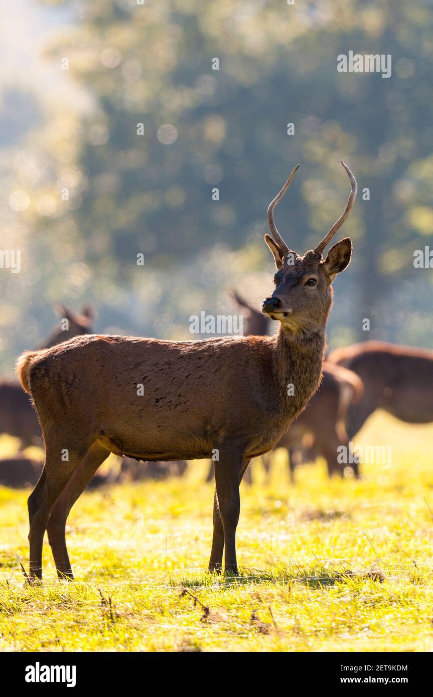 Ein unreifer männlicher Rothirsch (Cervus elaphus) oder ein Stachel mit unverzweigtem Geweih in Studley Royal, nahe Ripon, North Yorkshire. Oktober. Stockfoto