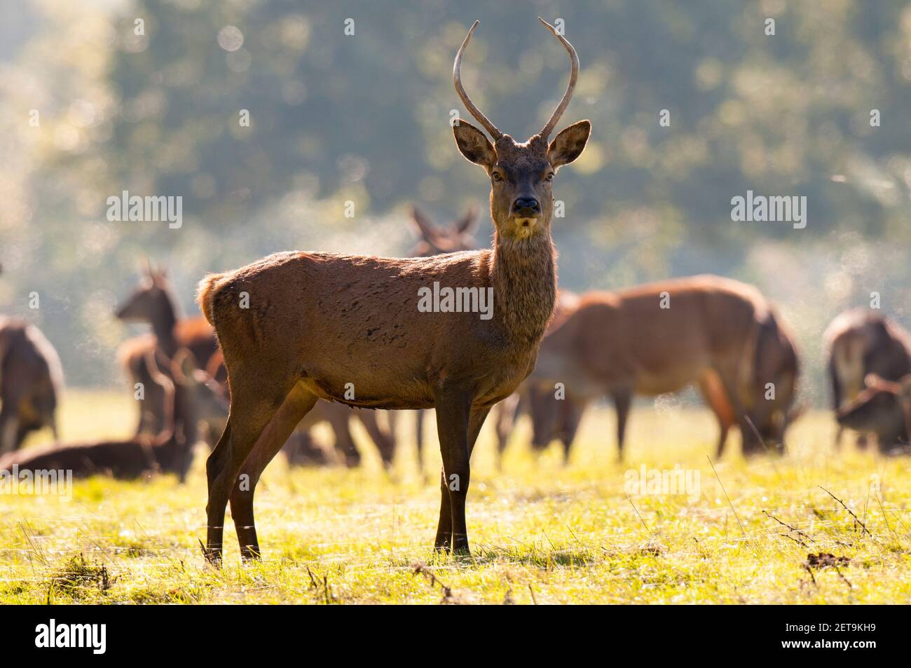 Ein unreifer männlicher Rothirsch (Cervus elaphus) oder ein Stachel mit unverzweigtem Geweih in Studley Royal, nahe Ripon, North Yorkshire. Oktober. Stockfoto
