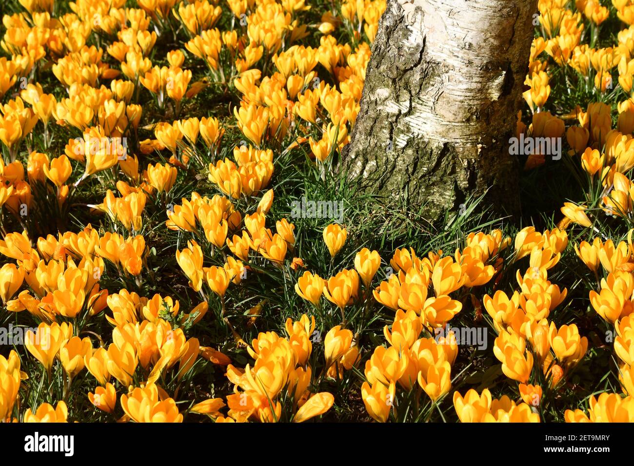 Silberne Birke umgeben von gelben Krokus bei strahlendem Sonnenschein an einem Frühlingstag im Februar. Stockfoto