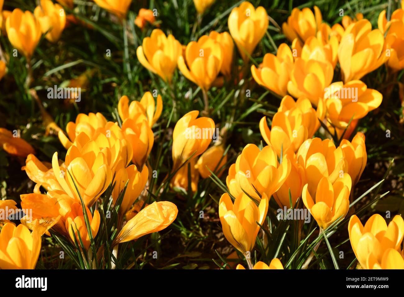 Eine Gruppe von gelben Krokus in strahlendem Sonnenschein an einem Frühlingstag im Februar. Stockfoto