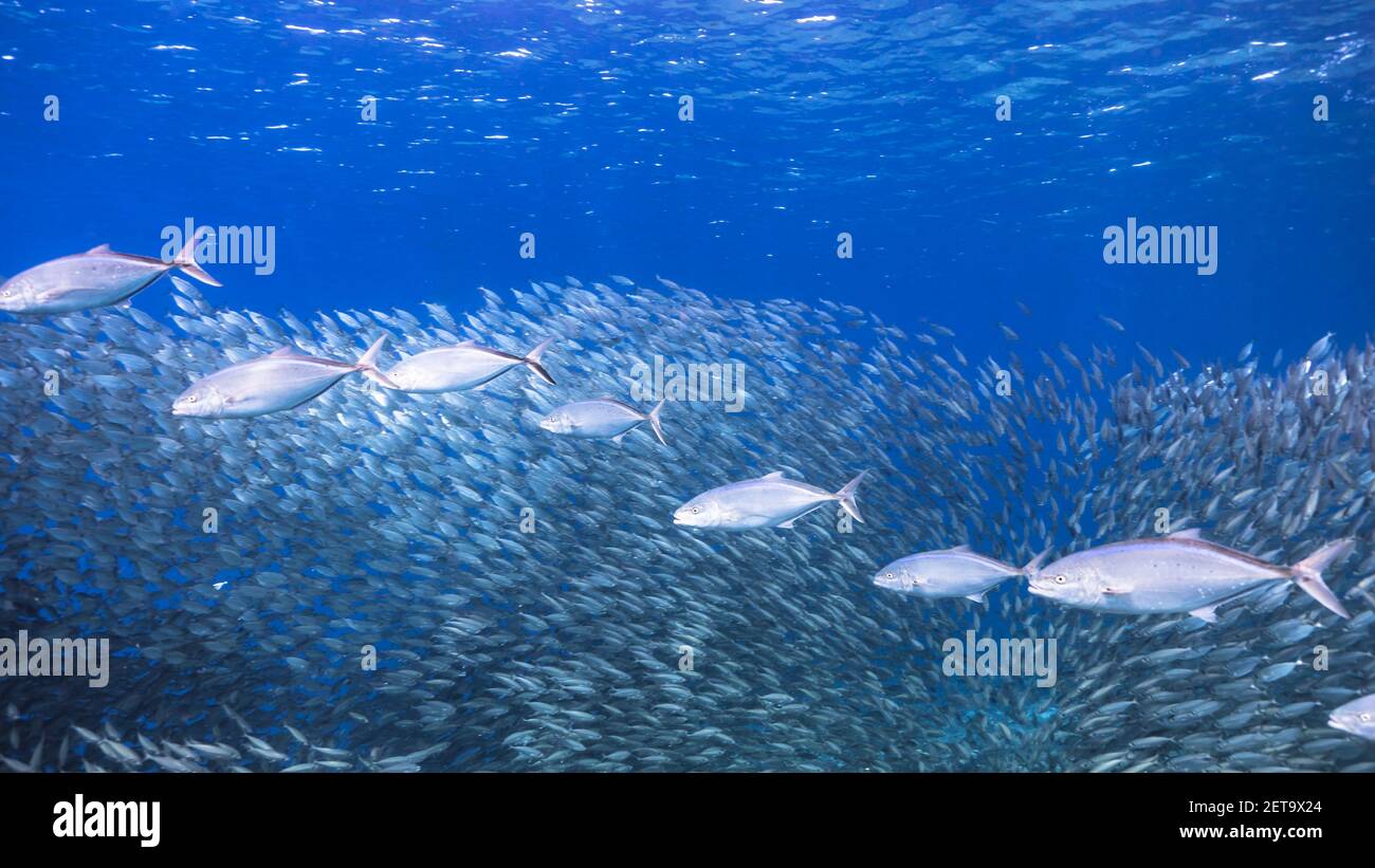 Jagd Blue Runner in Köder Ball, Schule von Fischen in türkisfarbenem Wasser von Korallenriff in der Karibik, Curacao Stockfoto