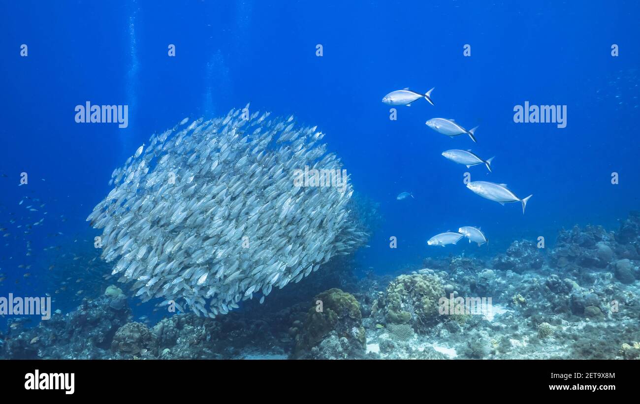 Jagd Blue Runner in Köder Ball, Schule von Fischen in türkisfarbenem Wasser von Korallenriff in der Karibik, Curacao Stockfoto