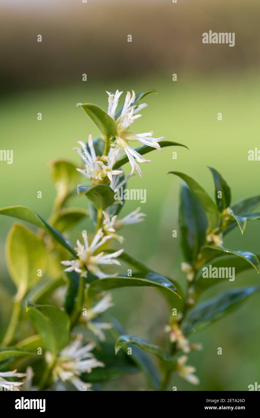 Nahaufnahme von Blumen auf einer süßen Schachtel (sarcococca confusa) Strauch Stockfoto