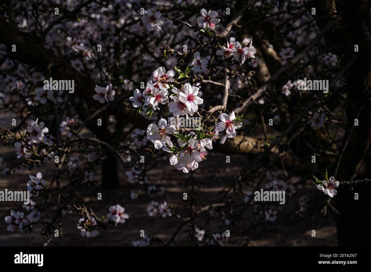 Mandelblüten im französischen Lager, Kalifornien Stockfoto