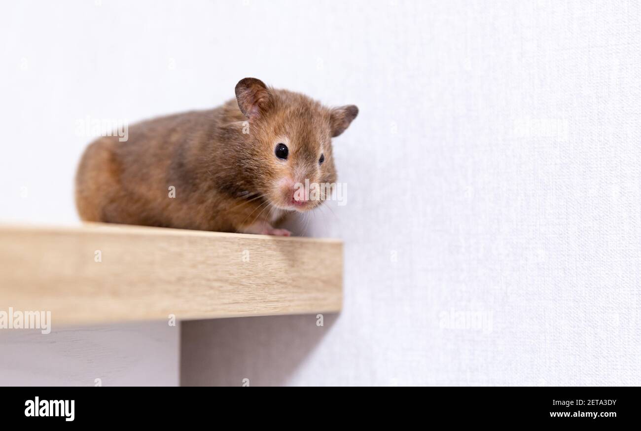 Nahaufnahme eines niedlichen kuriosen syrischen Hamsters, der die Kamera anschaut. Stockfoto