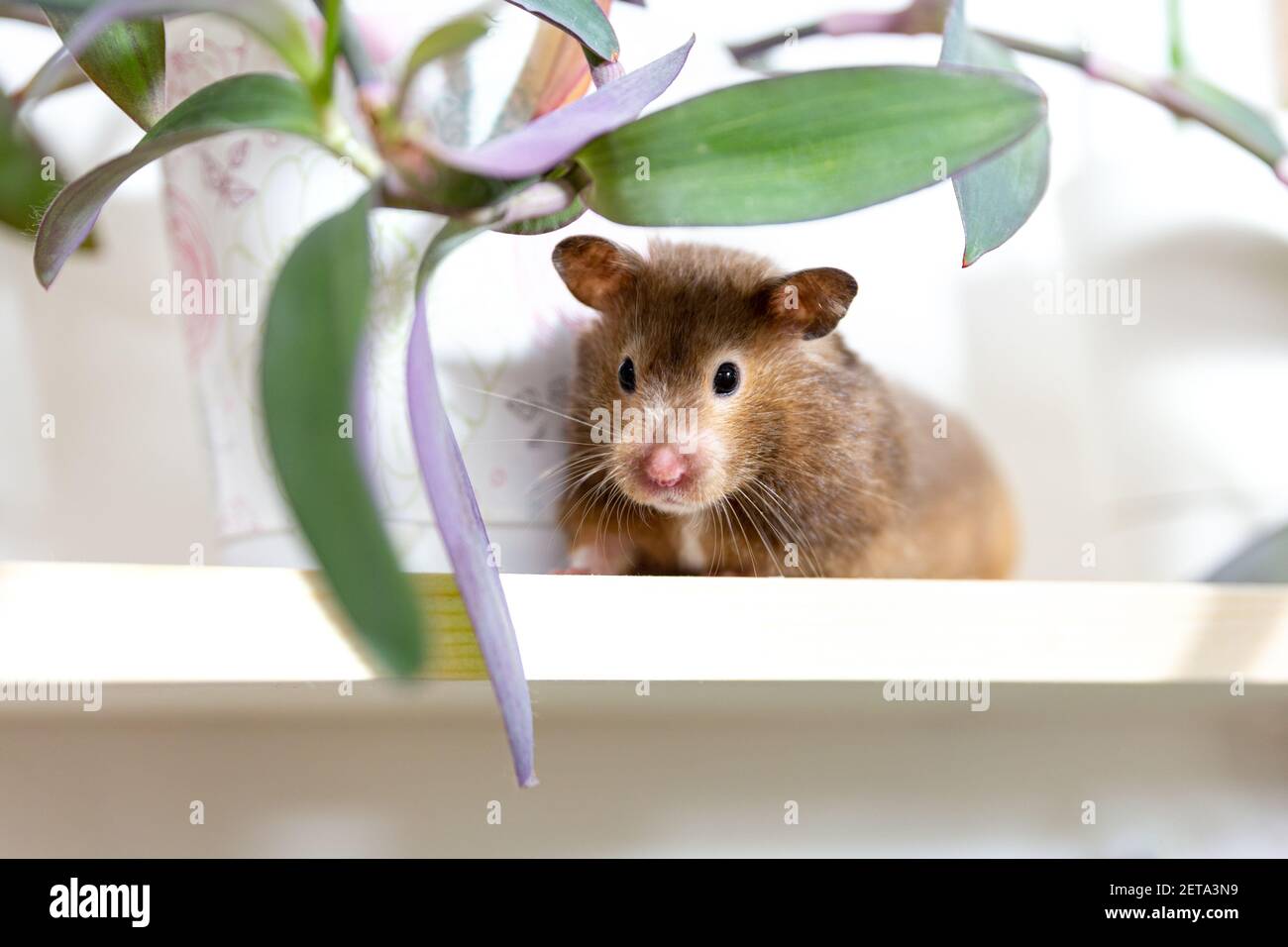 Der Hamster versteckt sich auf einem Regal neben einer Topfpflanze. Stockfoto