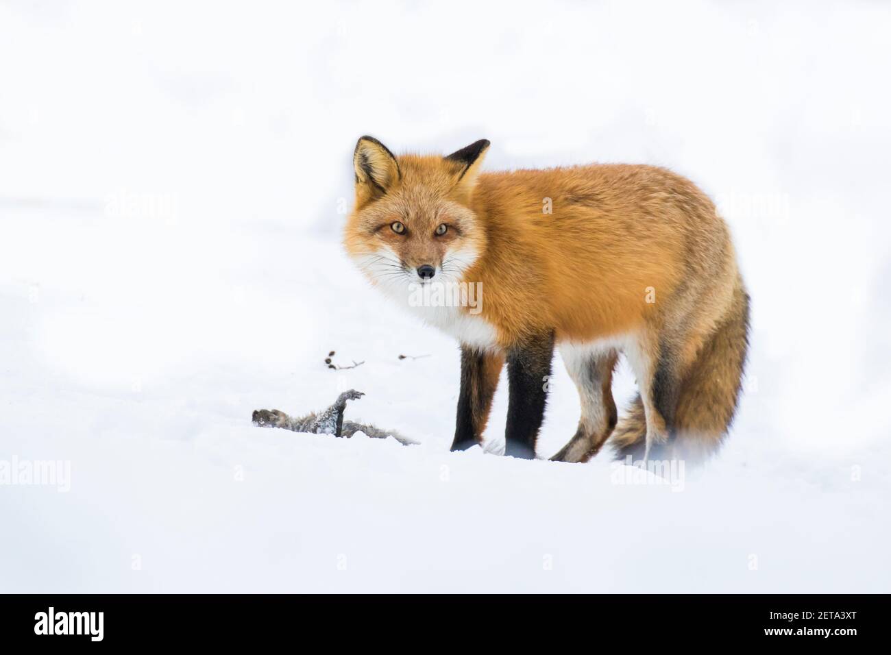 Rotfuchs auf der Jagd nach Tintenfischern im Winter Stockfoto