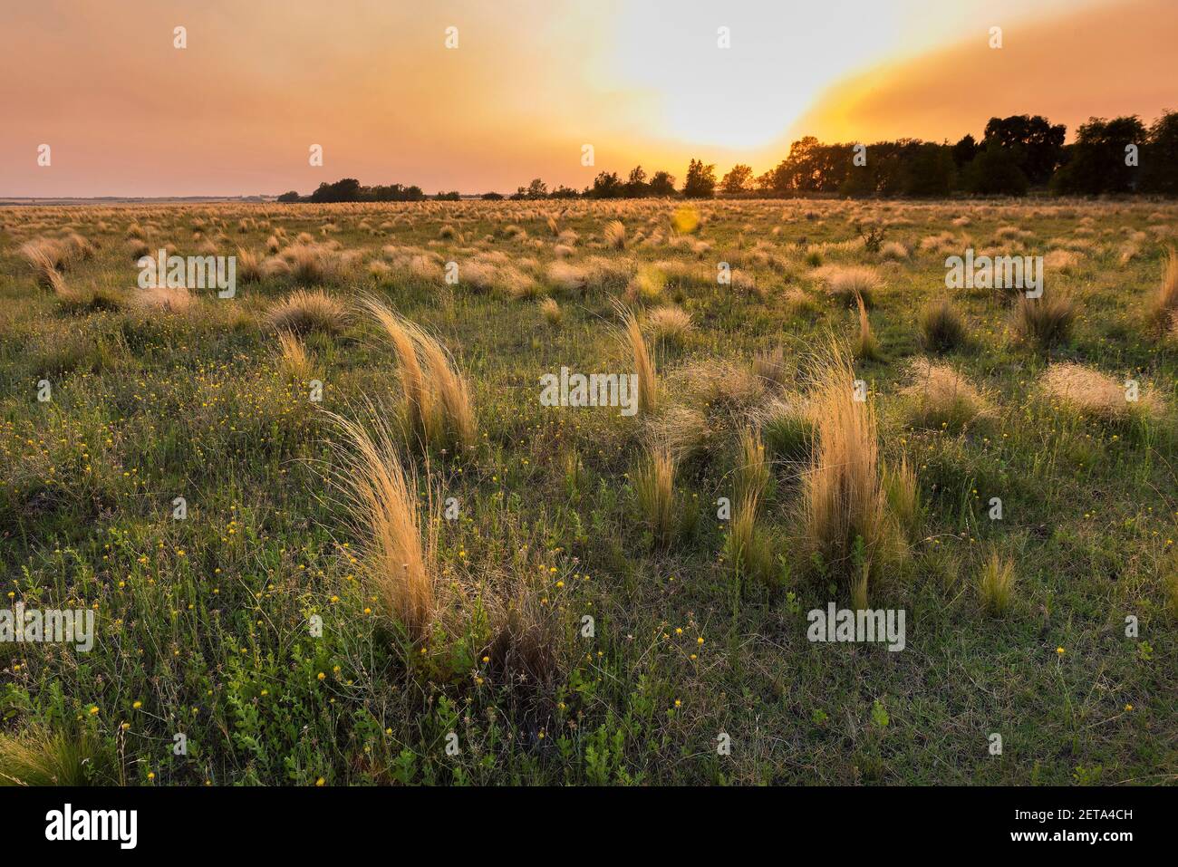 Grünlandlandschaft Pampas, Provinz La Pampa, Patagonien, Argentinien. Stockfoto