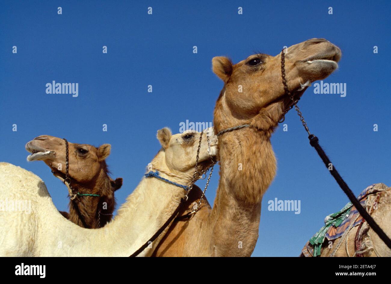 Dubai VAE Kamele in der Wüste Stockfoto