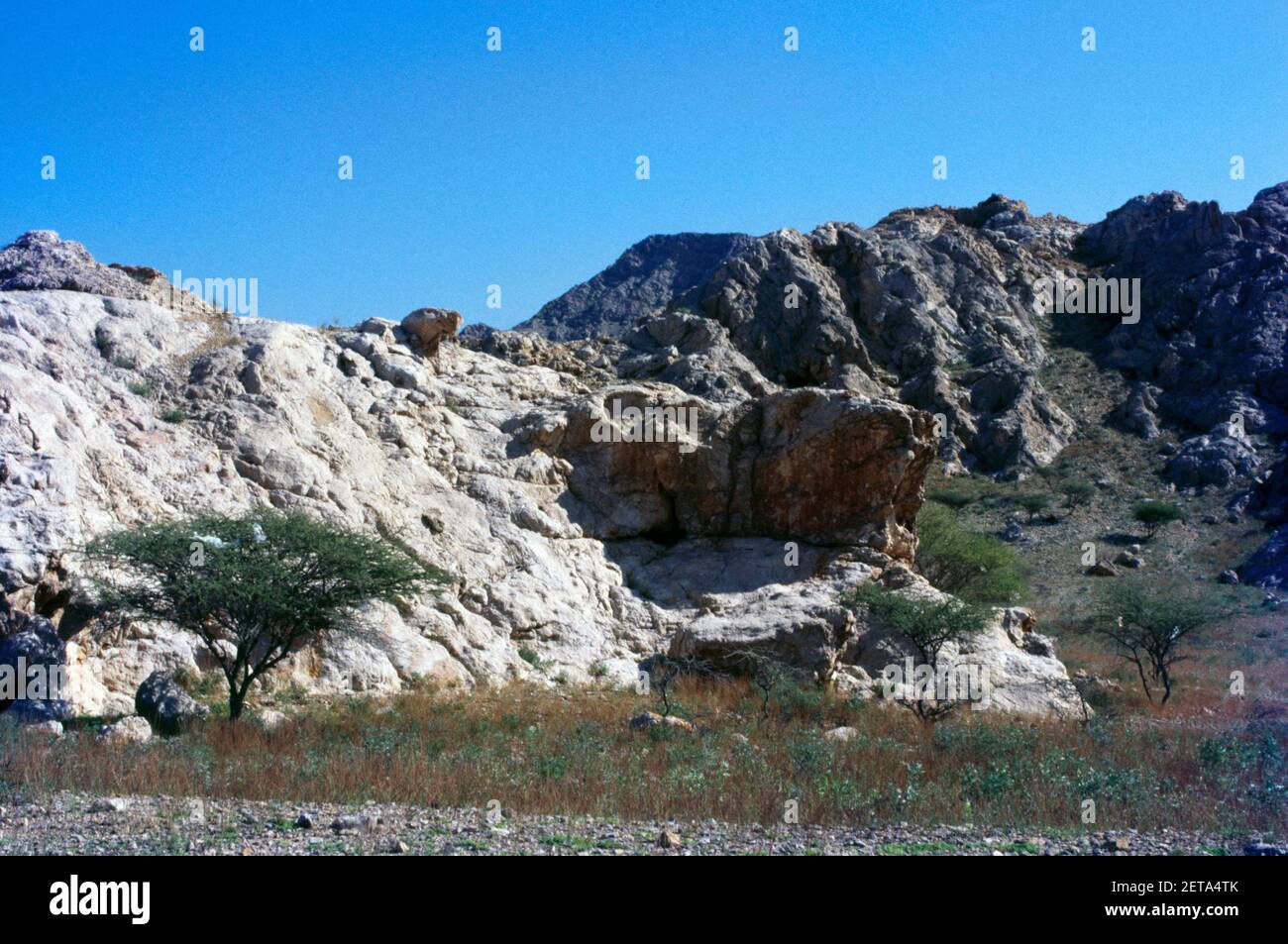 Felsige Landschaft und Bäume Ras Al Khaimah VAE Stockfoto