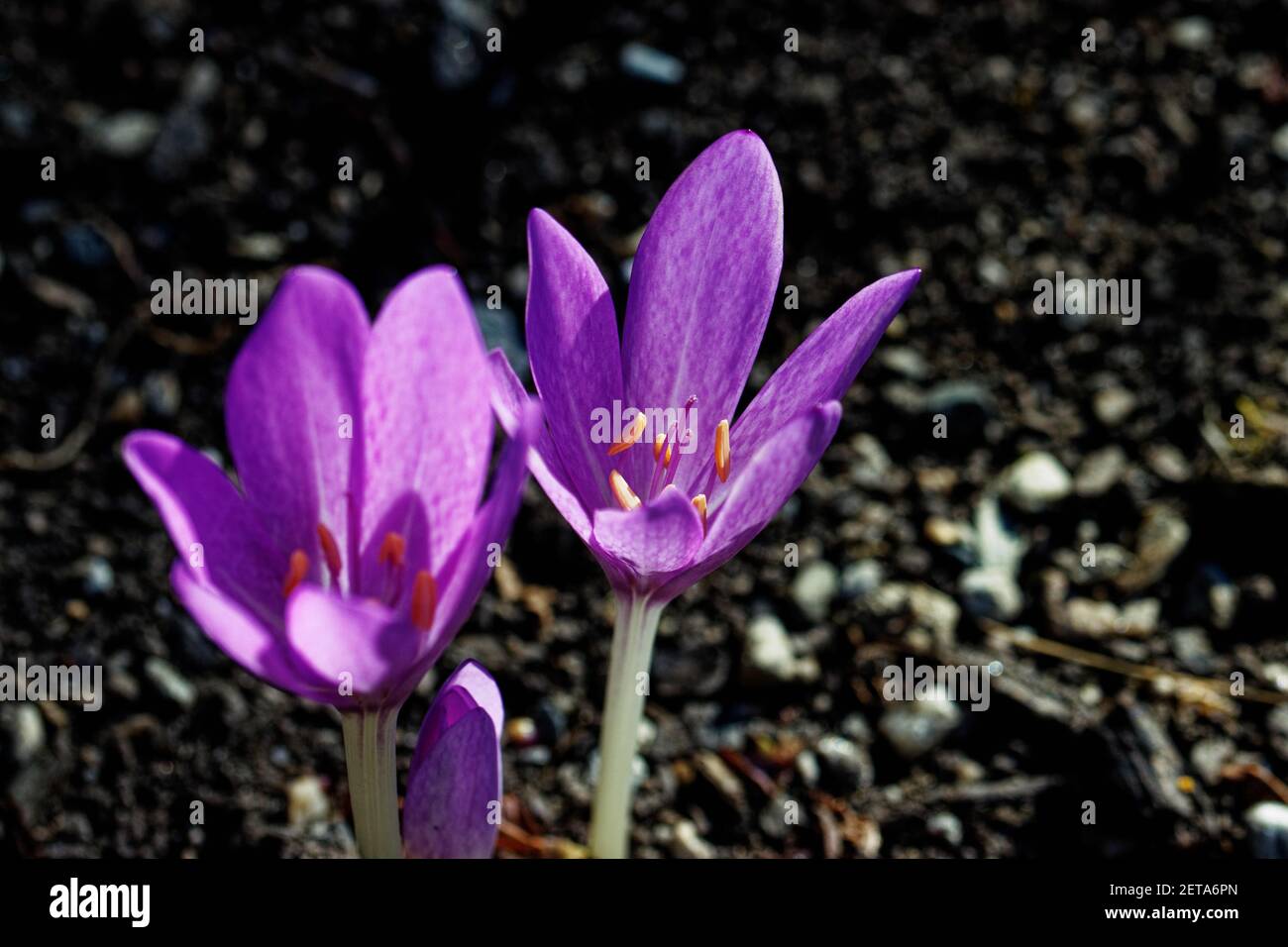 Crocus (englischer Plural: Crocuses oder croci) ist eine Gattung von blühenden Pflanzen in der Familie der Iris, die 90 Arten von Stauden umfasst, die aus Kormen wachsen. Stockfoto