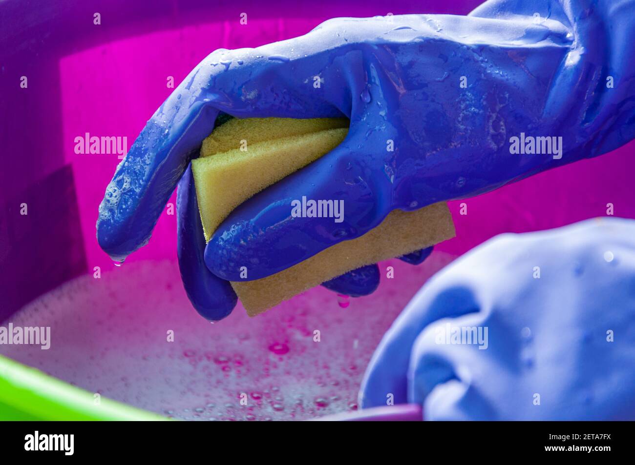 Ein lilafarbener Plastikeimer mit Reinigungslösung und die Hände einer Frau in blauen Schutzhandschuhen, die einen Schwamm halten. Stockfoto