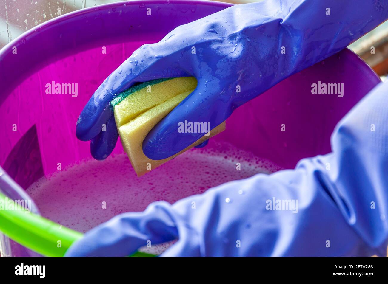 Ein lilafarbener Plastikeimer mit Reinigungslösung und die Hände einer Frau in blauen Schutzhandschuhen, die einen Schwamm halten. Stockfoto
