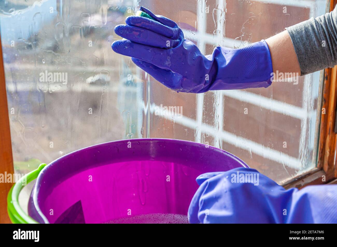 Ein violetter Plastikeimer mit Reinigungslösung und die Hände einer Frau in blauen Schutzhandschuhen, die das Fenster mit einem Schwamm waschen. Stockfoto