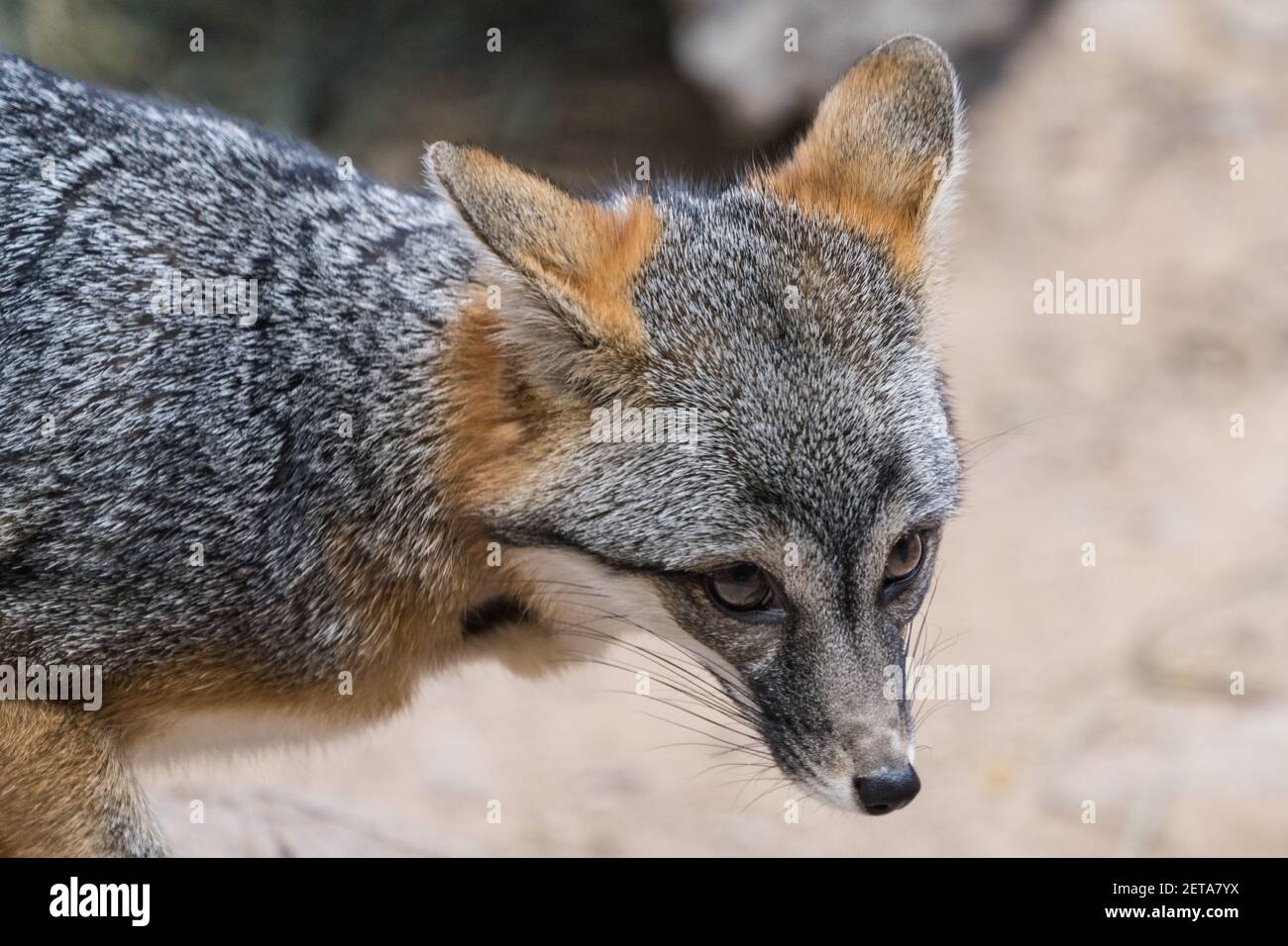 Ein Grauer Fuchs, Urocyon cinereoargenteus, im Sonoran Desert Museum in der Nähe von Tucson, Arizona. Stockfoto