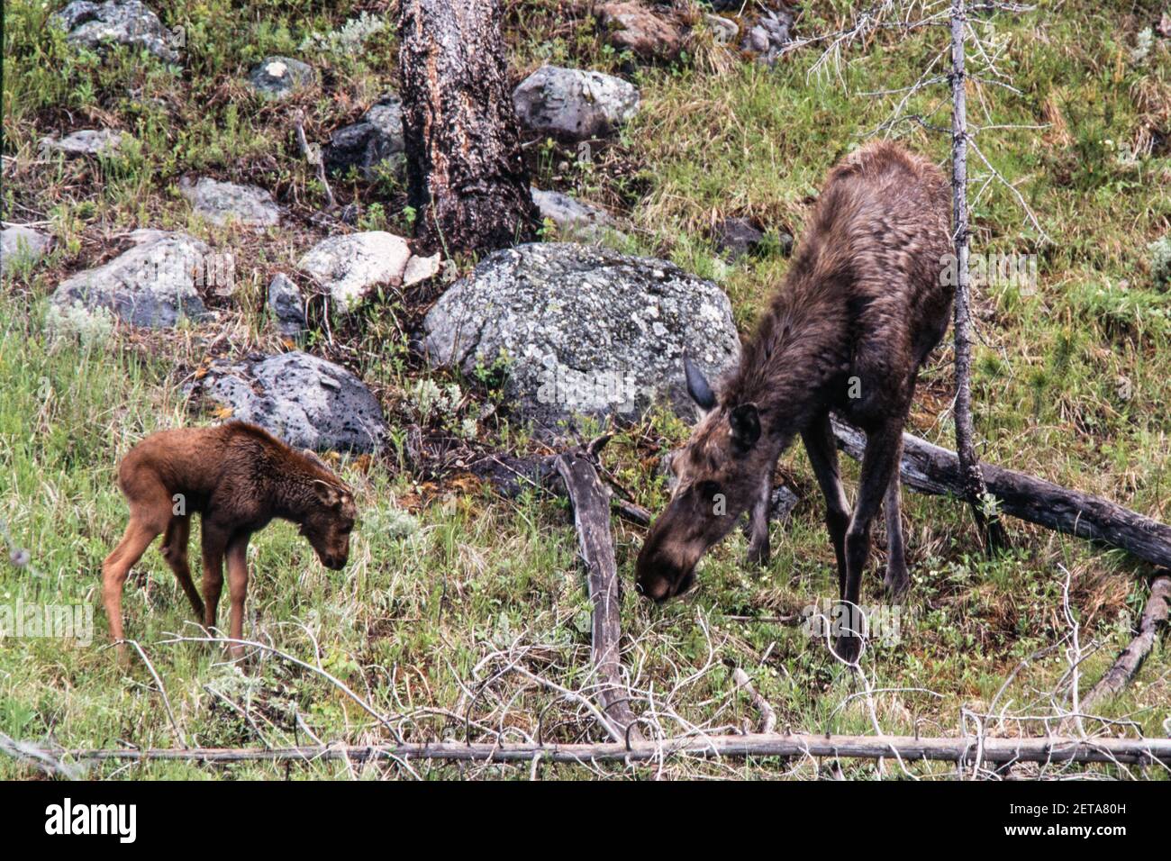 Eine Elchkuh und ihr junges Kalb im Yellowstone National Park in Wyoming, USA. Stockfoto