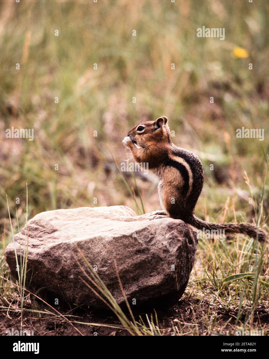 Ein goldbemanntes Erdhörnchen, das im Mesa Verde National Park in Colorado, USA, auf der Nahrungssuche ist. Stockfoto