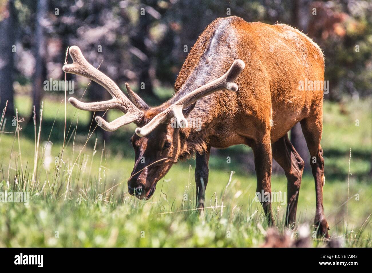 Ein Bullenelch grast im Yellowstone National Park in Wyoming, USA. Seine Geweihe sind immer noch in Samt, während sie wachsen und sich entwickeln. Stockfoto
