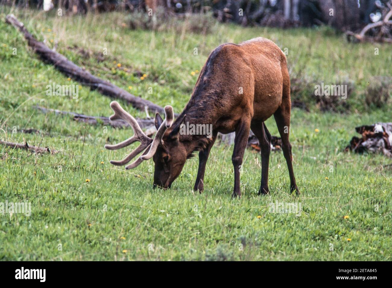 Ein Bullenelch grast im Yellowstone National Park in Wyoming, USA. Seine Geweihe sind immer noch in Samt, während sie wachsen und sich entwickeln. Stockfoto