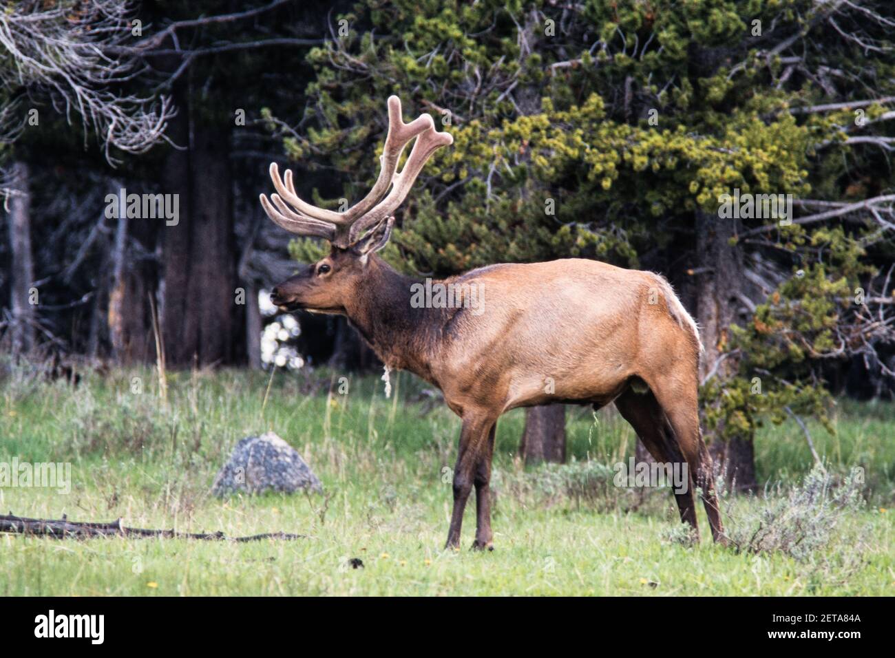 Ein Bullenelch grast im Yellowstone National Park in Wyoming, USA. Seine Geweihe sind immer noch in Samt, während sie wachsen und sich entwickeln. Stockfoto