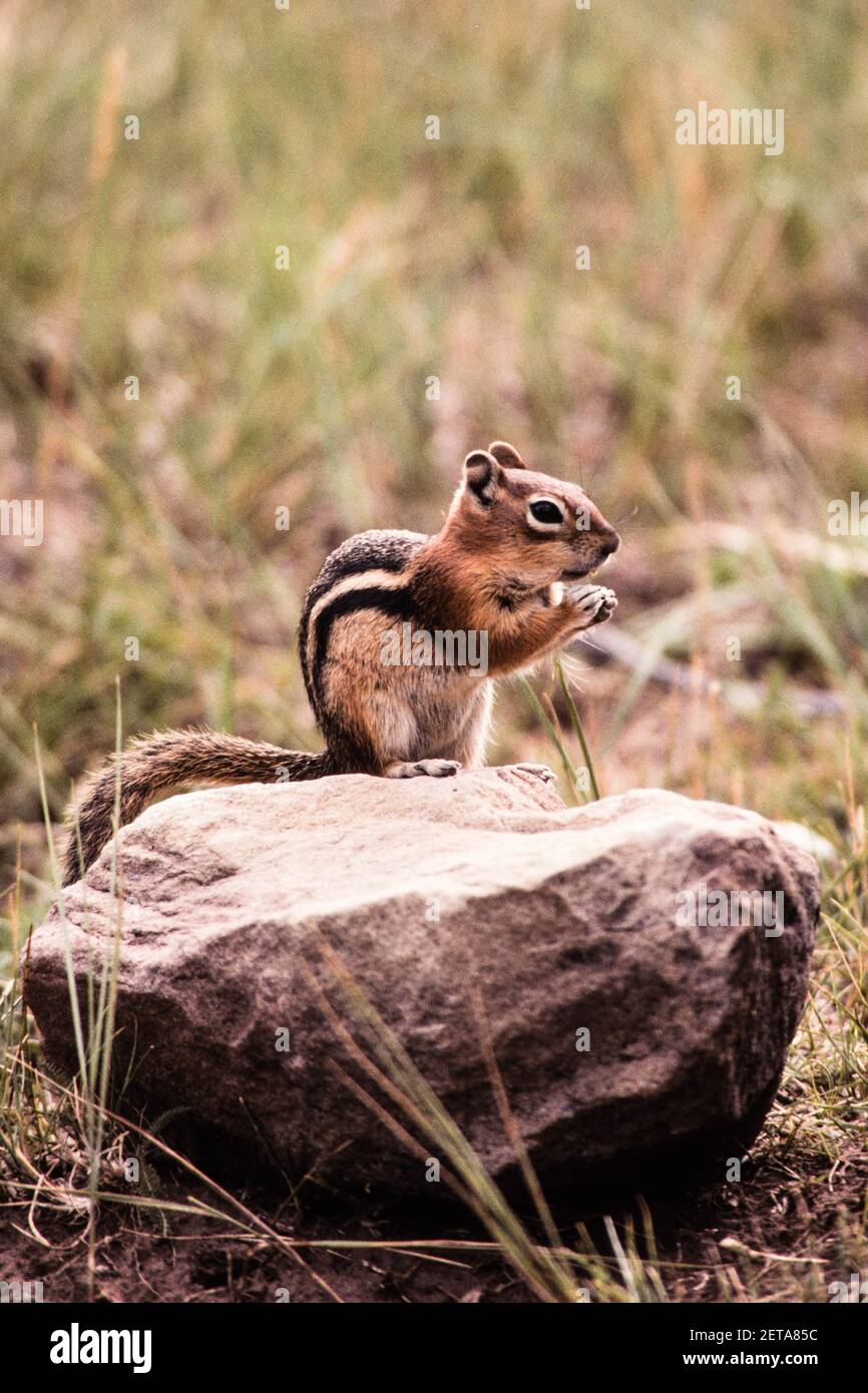 Ein goldbemanntes Erdhörnchen, das im Mesa Verde National Park in Colorado, USA, auf der Nahrungssuche ist. Stockfoto