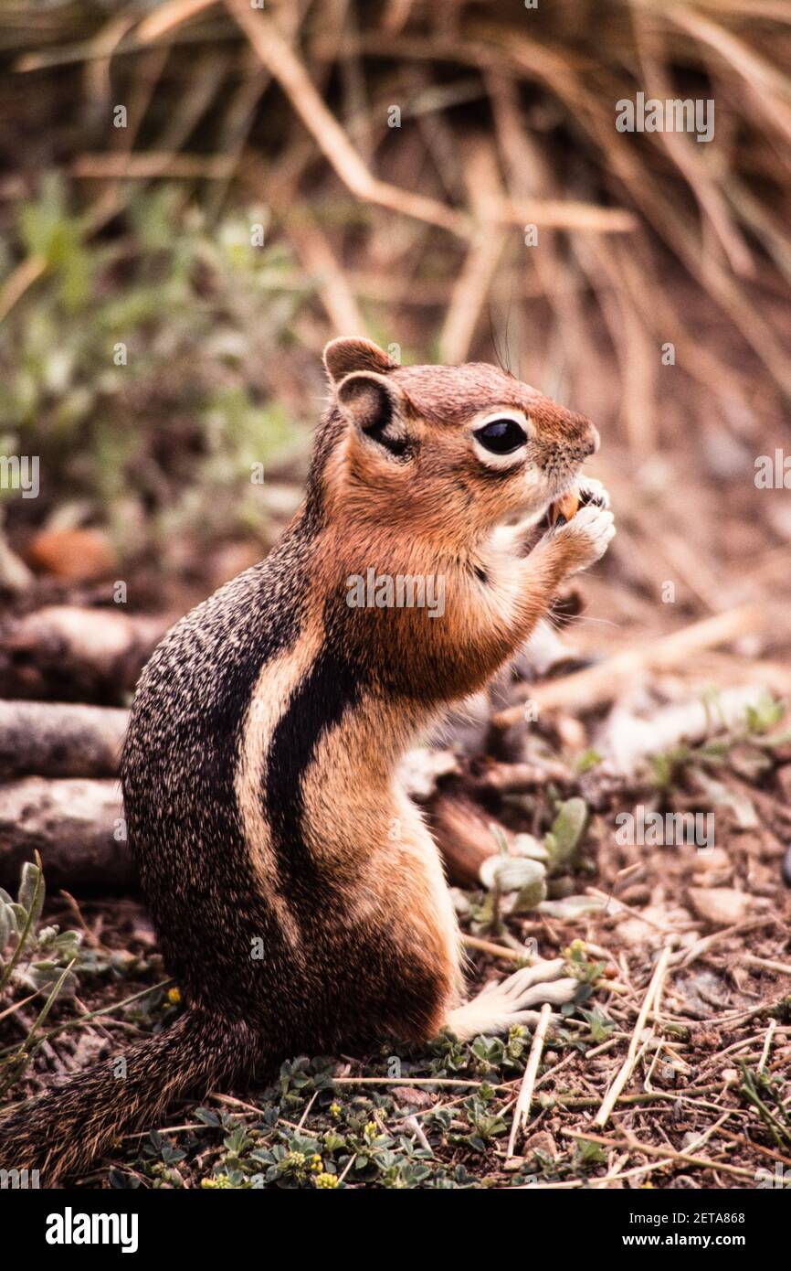 Ein goldbemanntes Erdhörnchen, das im Mesa Verde National Park in Colorado, USA, auf der Nahrungssuche ist. Stockfoto