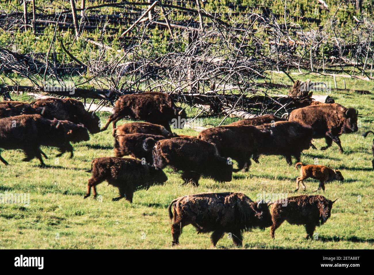 Eine Wisentherde stampft über eine Wiese im Yellowstone National Park in Wyoming, USA. Stockfoto