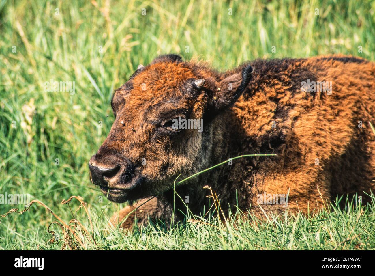 Ein junger Bison, der gerade beginnt, Hörner zu wachsen, im Yellowstone National Park in Wyoming, USA. Stockfoto