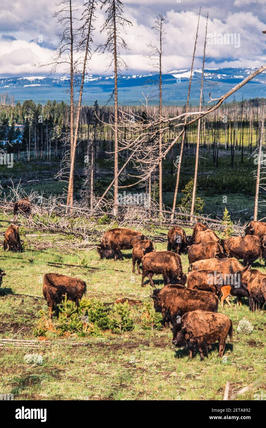 Eine Bisons-Herde grast in der Gegend eines alten Waldfeuers im Yellowstone National Park in Wyoming, USA. Stockfoto