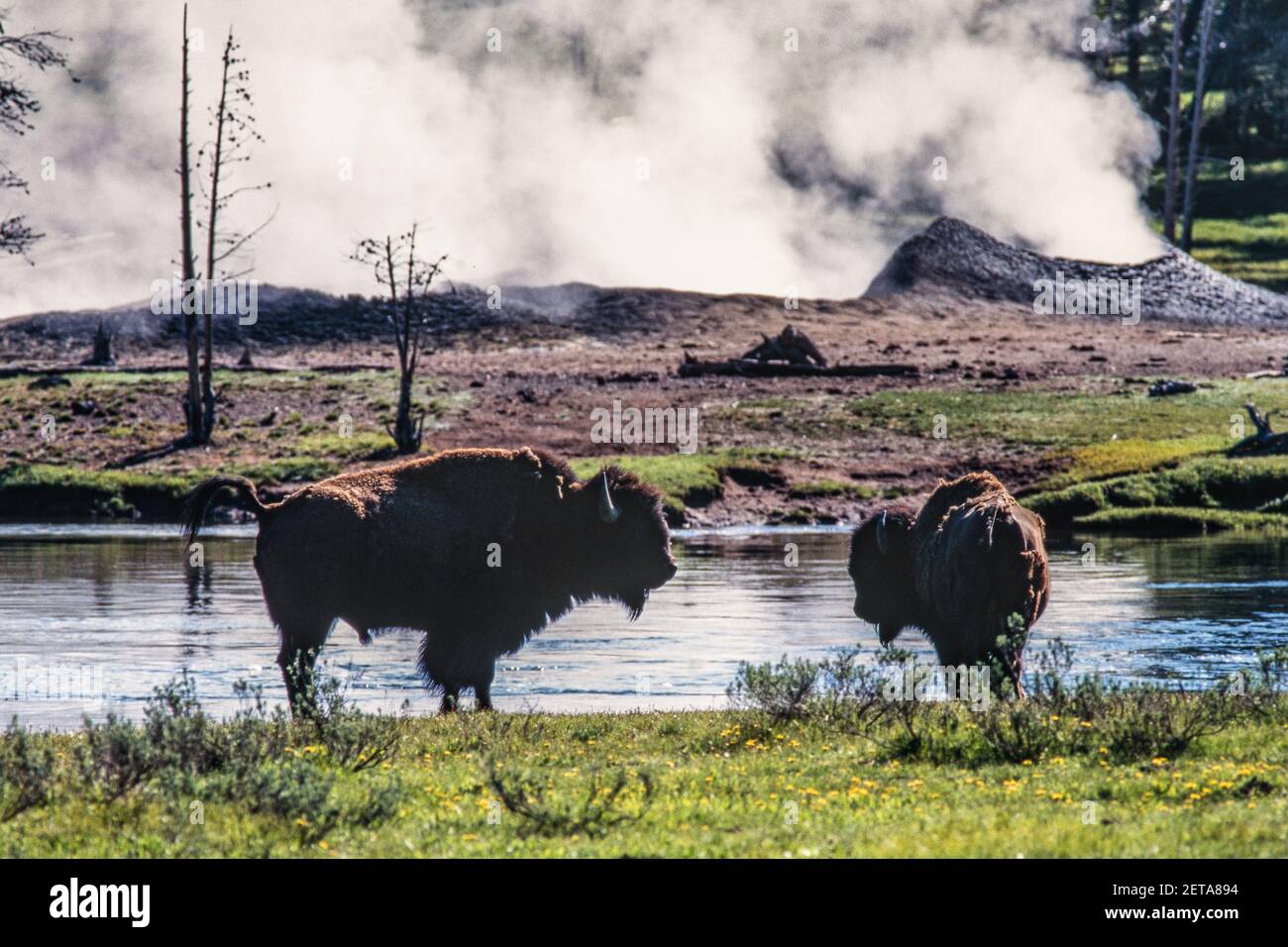 Zwei Bisons vor einem dampfenden Geysir im Yellowstone National Park in Wyoming, USA. Stockfoto