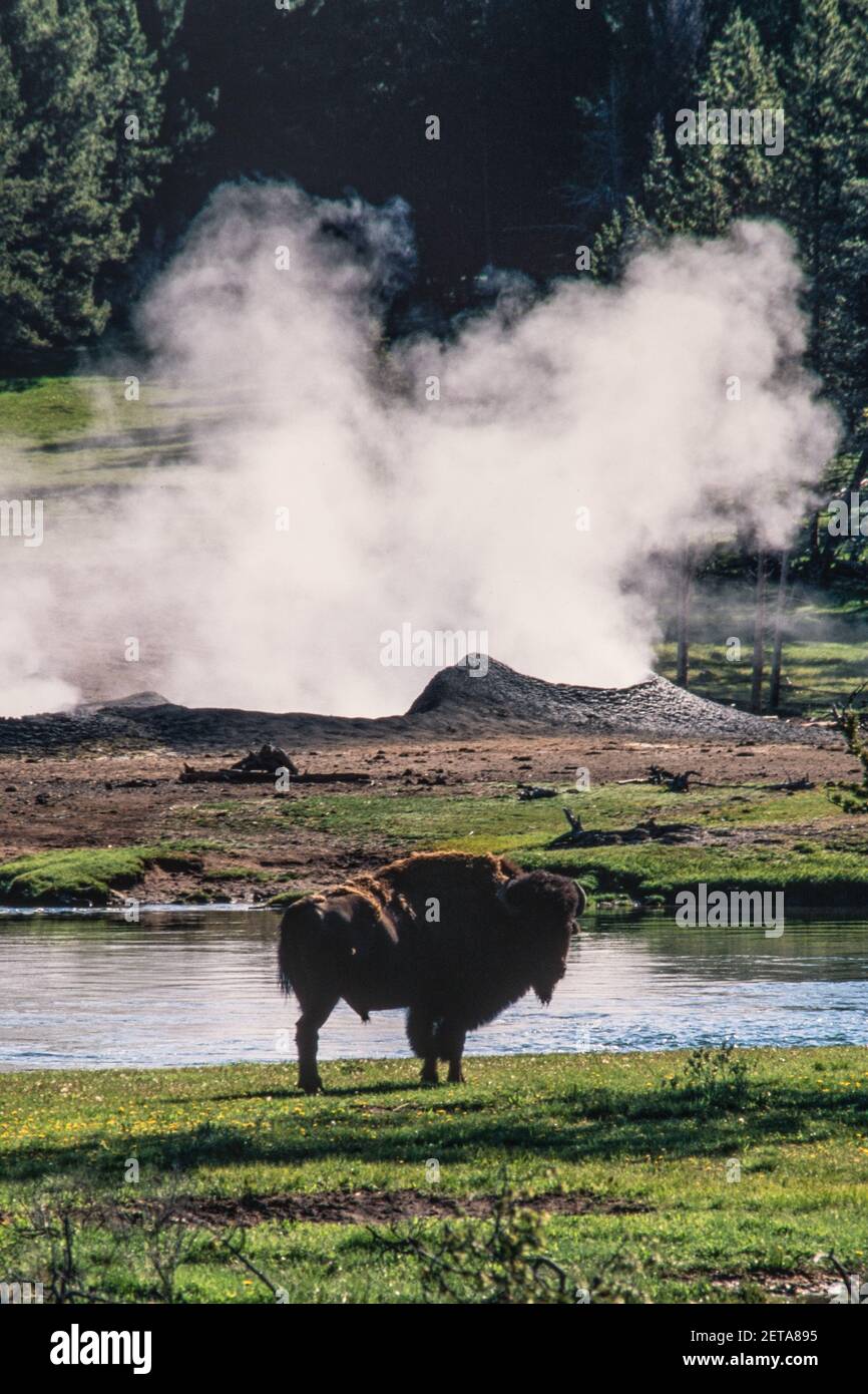 Ein Bison ernährt sich vor einem dampfenden Geysir im Yellowstone National Park in Wyoming, USA. Stockfoto