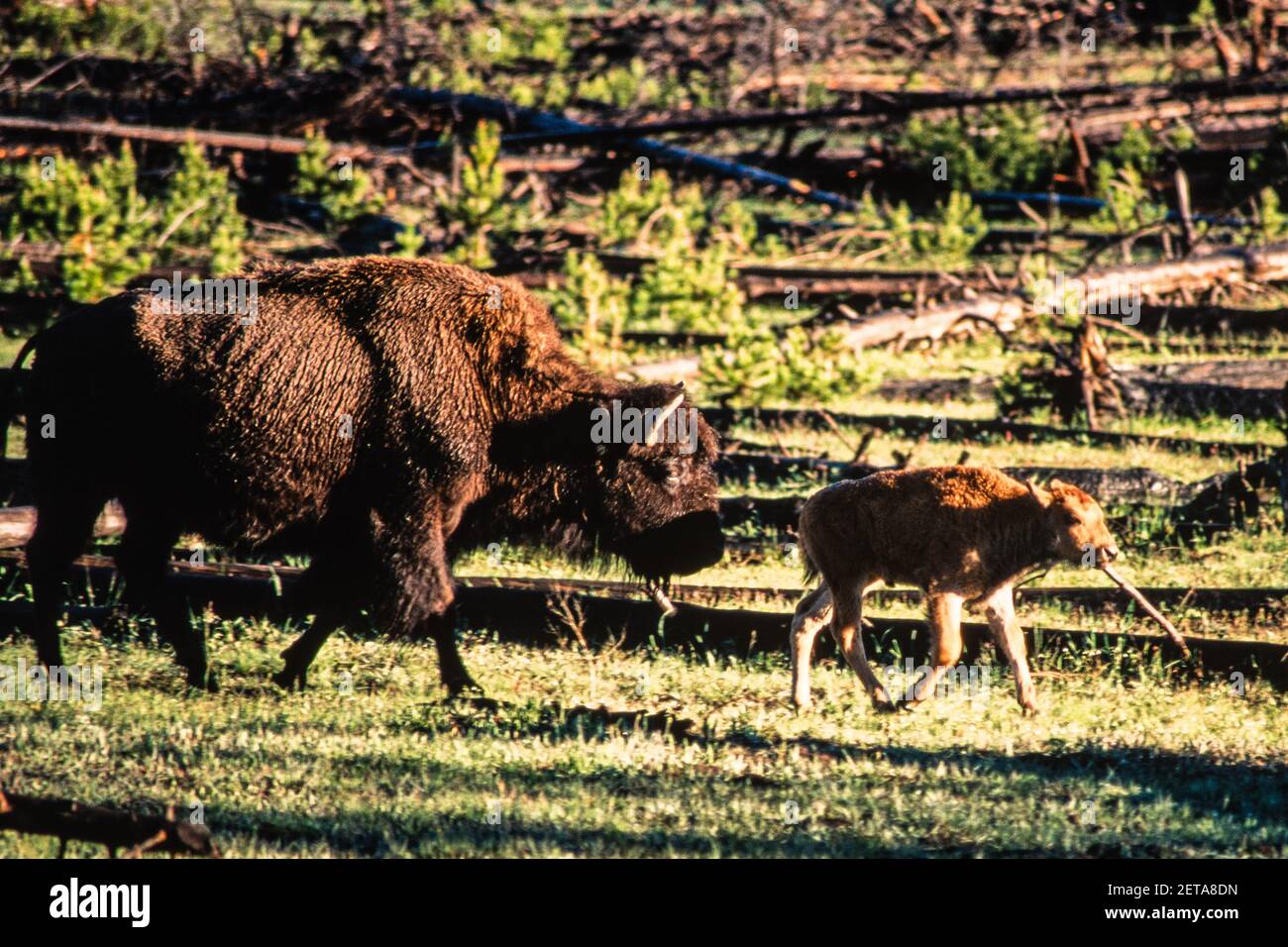 Eine Bisonkuh und ihr junges Kalb unter umgestürzten Bäumen bei einem Waldbrand im Yellowstone National Park in Wyoming, USA. Stockfoto